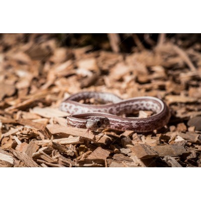 Serpiente del Maizal -  Tessera ghost - Pantherophis guttatus